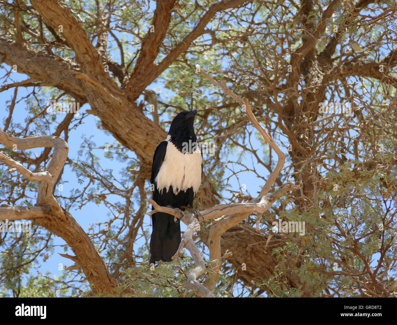 Pied Crow Corvus Albus auf Shepherd S Baum, Boscia Albitrunca, Afrika Stockfoto