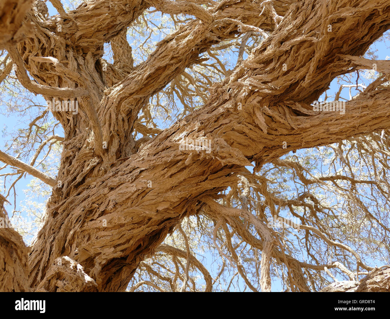 Boscia Albitrunca, Schäfer S Baum, tropisches Afrika Stockfoto