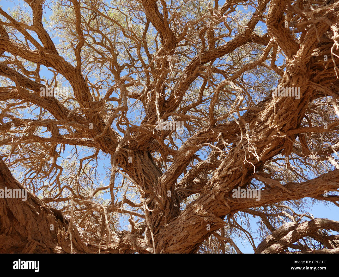 Boscia Albitrunca, Hirten Baum, tropisches Afrika Stockfoto