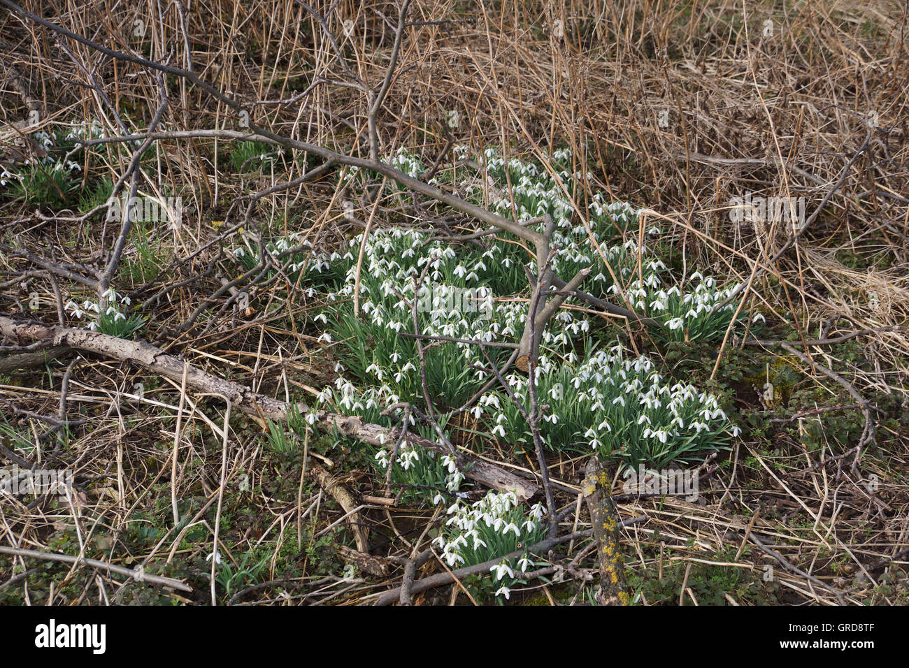 Schneeglöckchen willkommen Frühling, Galanthus Stockfoto