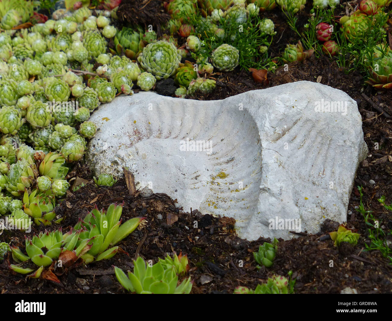 Sukkulenten und versteinerten Muschel im Steingarten Stockfoto