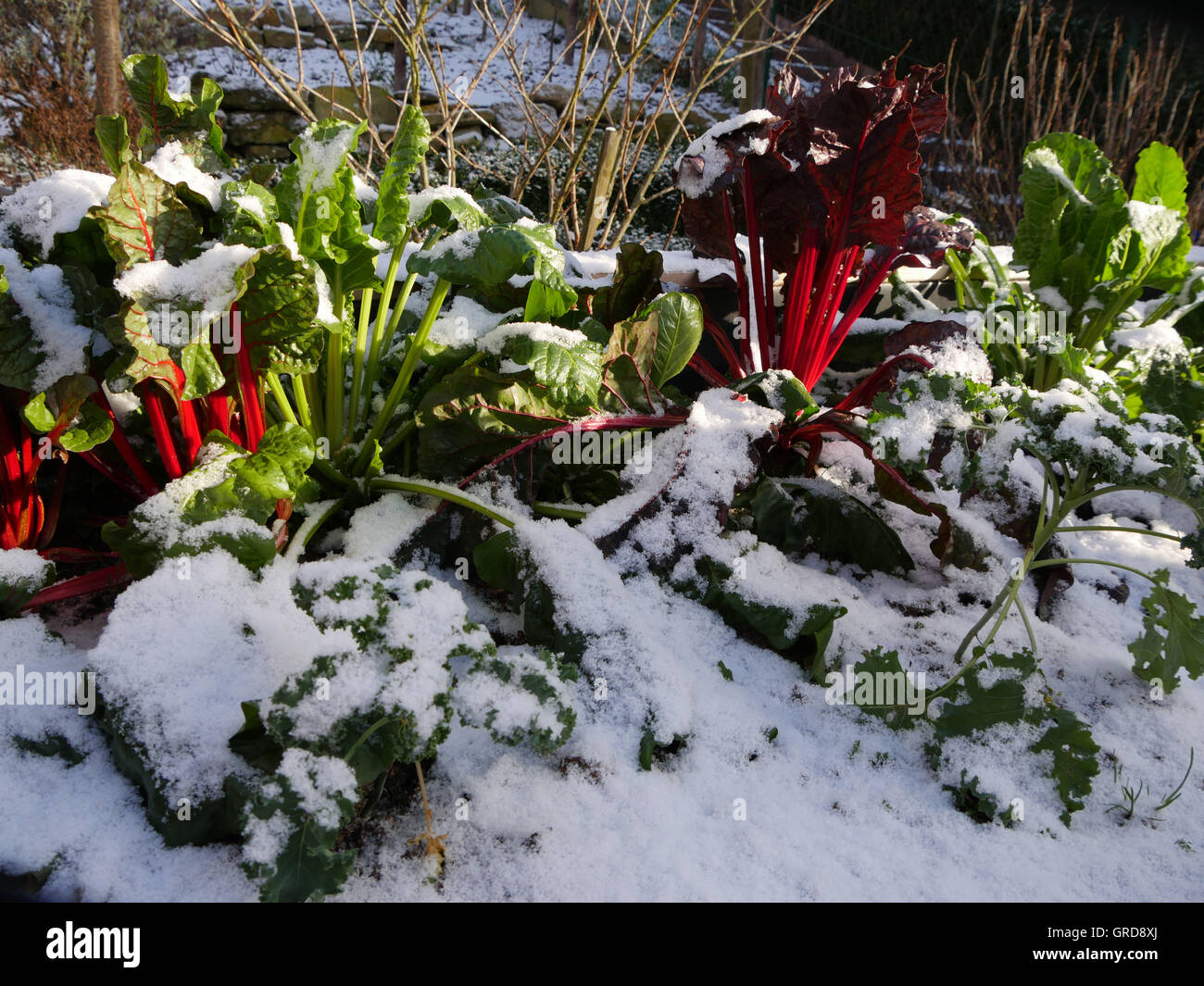 Mangold In der erste Schnee, Beta Vulgaris Stockfoto