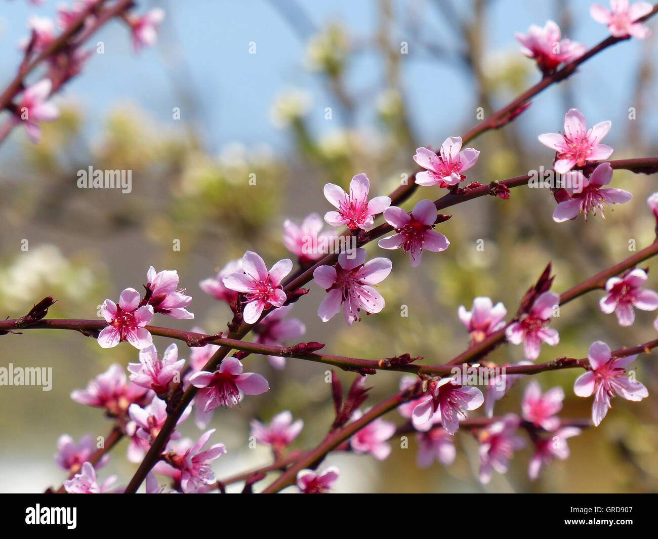 Pfirsichblüte Stockfoto