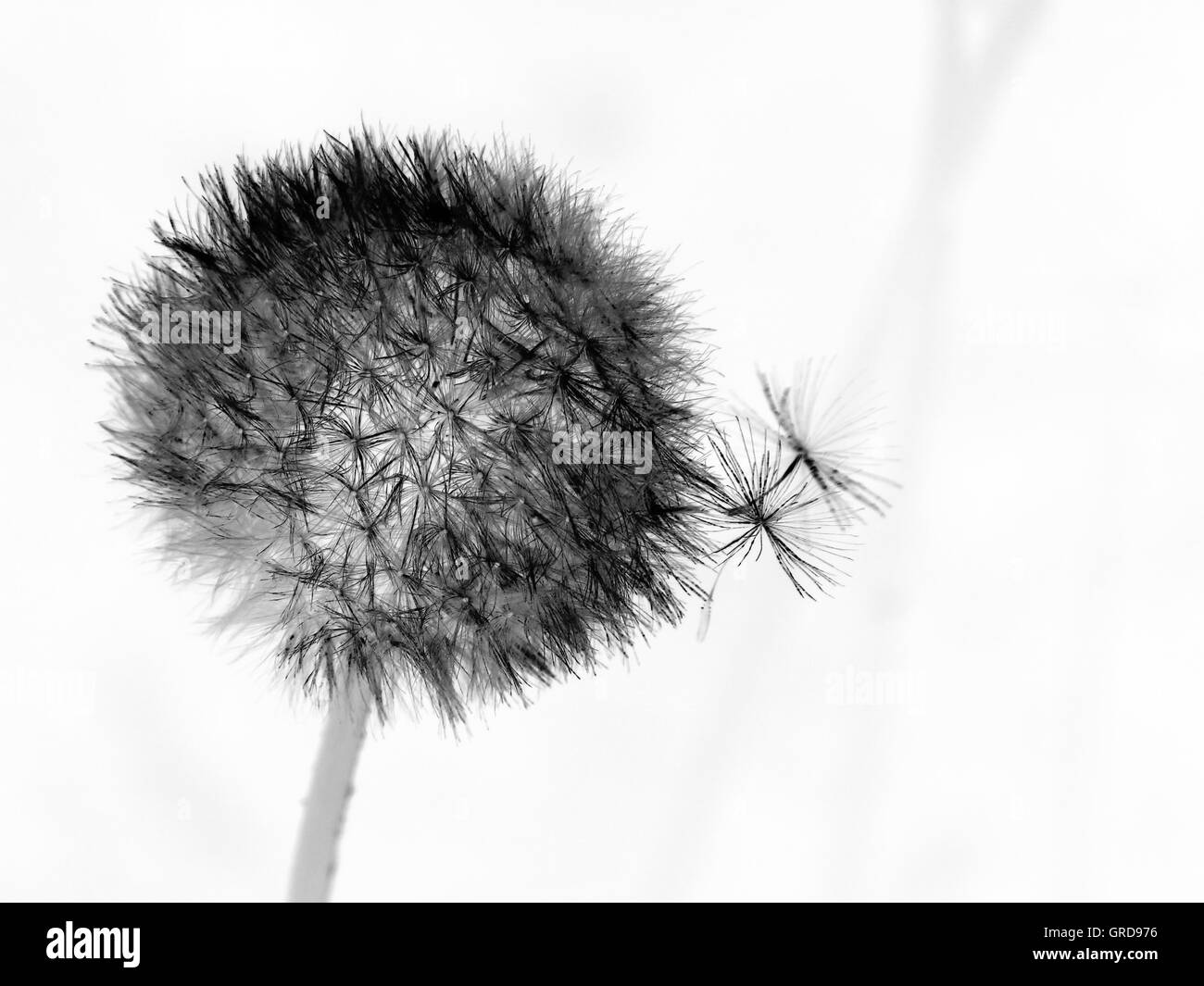Pusteblumen, Löwenzahn abstrakt Stockfoto