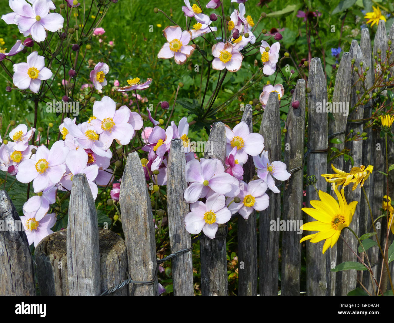 Herbst-Anemonen am Gartenzaun Stockfoto