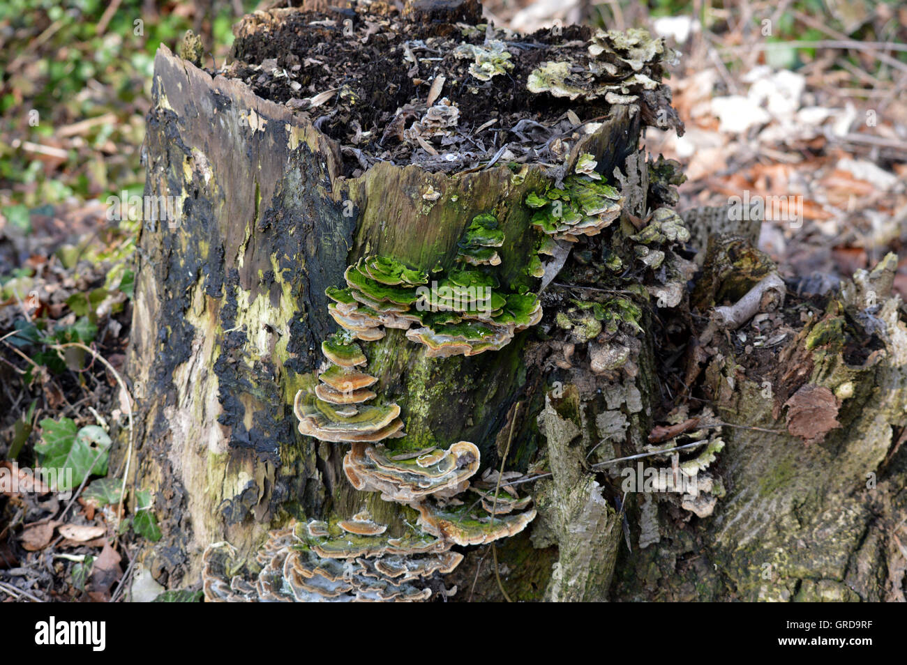 Verschiedenen Baum Pilze auf einem Baumstumpf Stockfoto