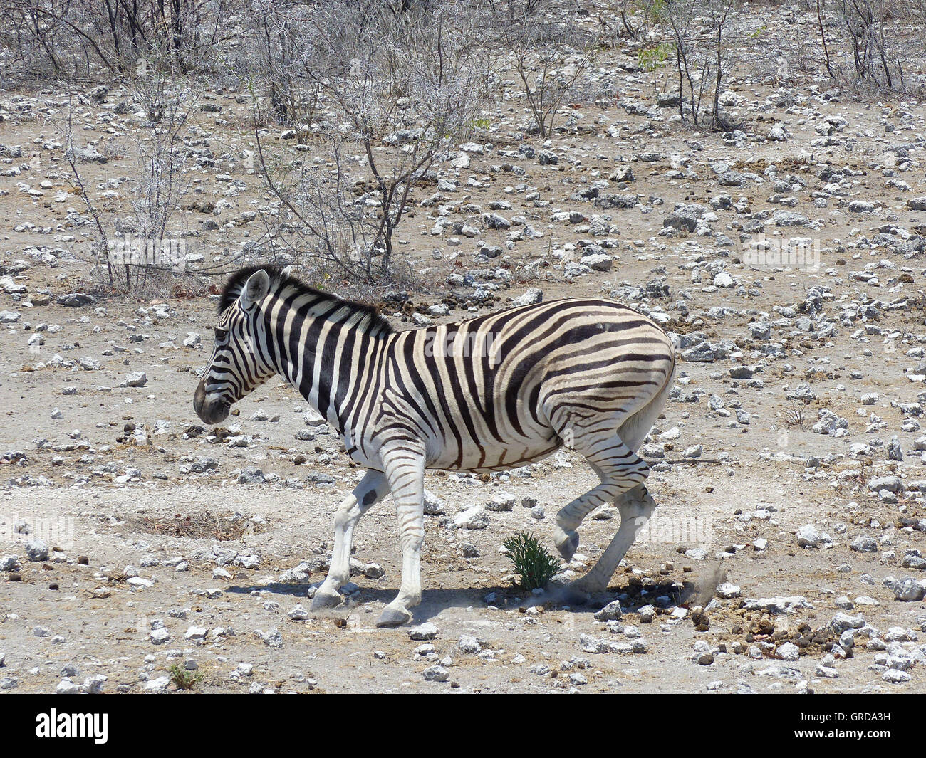 Zebra ist weggelaufen. Stockfoto