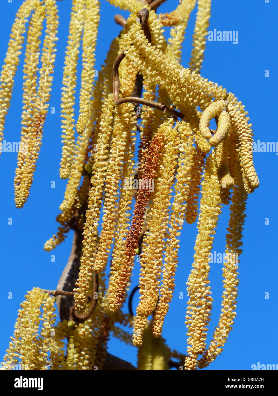 Blühende Hazel Hazel mit Pollen zu Allergenen Korkenzieher Stockfoto