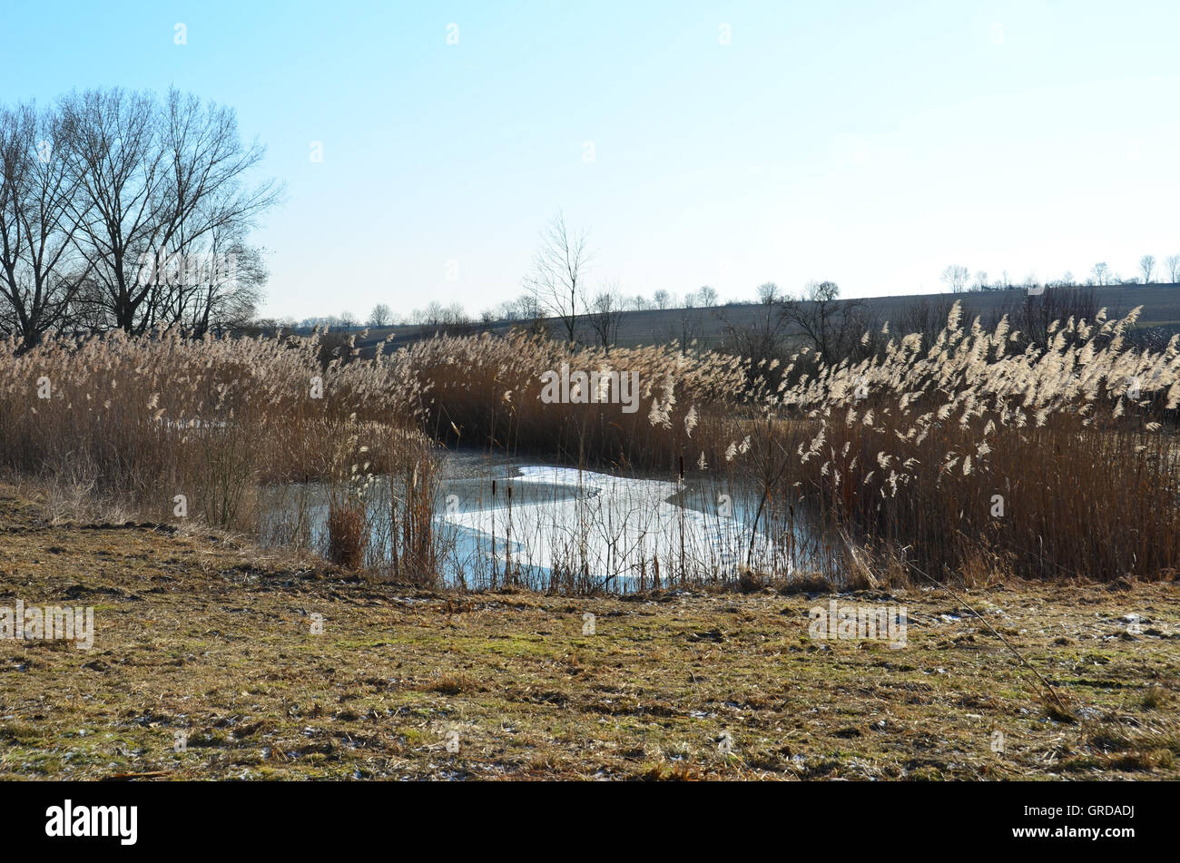 Biotop In der kalten Jahreszeit Stockfoto