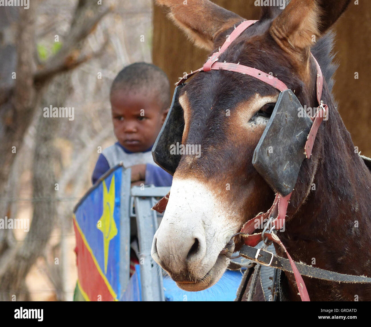 Esel-Wagen und nebenbei ein kleines Kind, bunt gekleidet, Himba, Namibia Stockfoto
