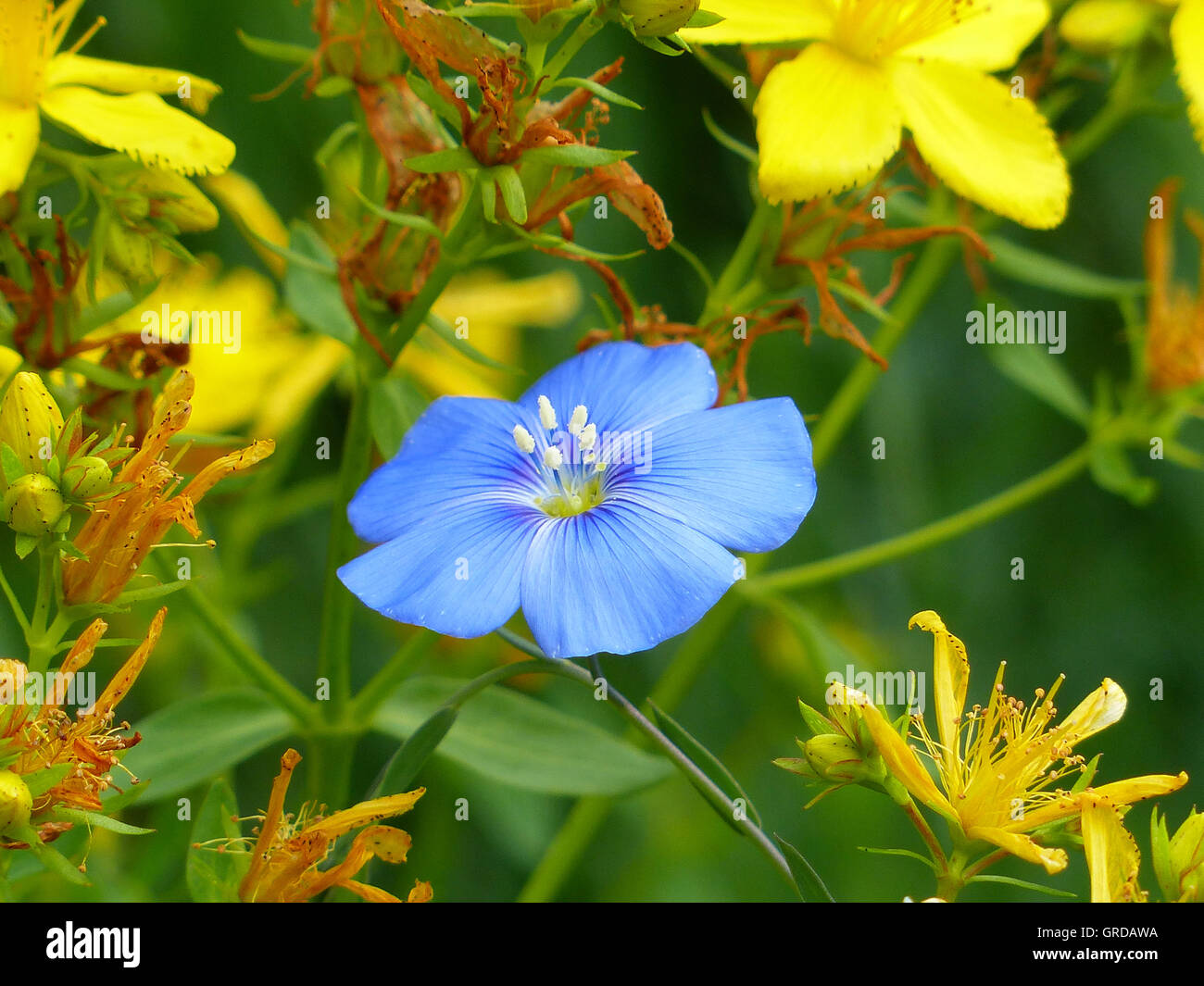 Lein, Linum Narbonense und St. John S Wort, Hypericum Stockfoto