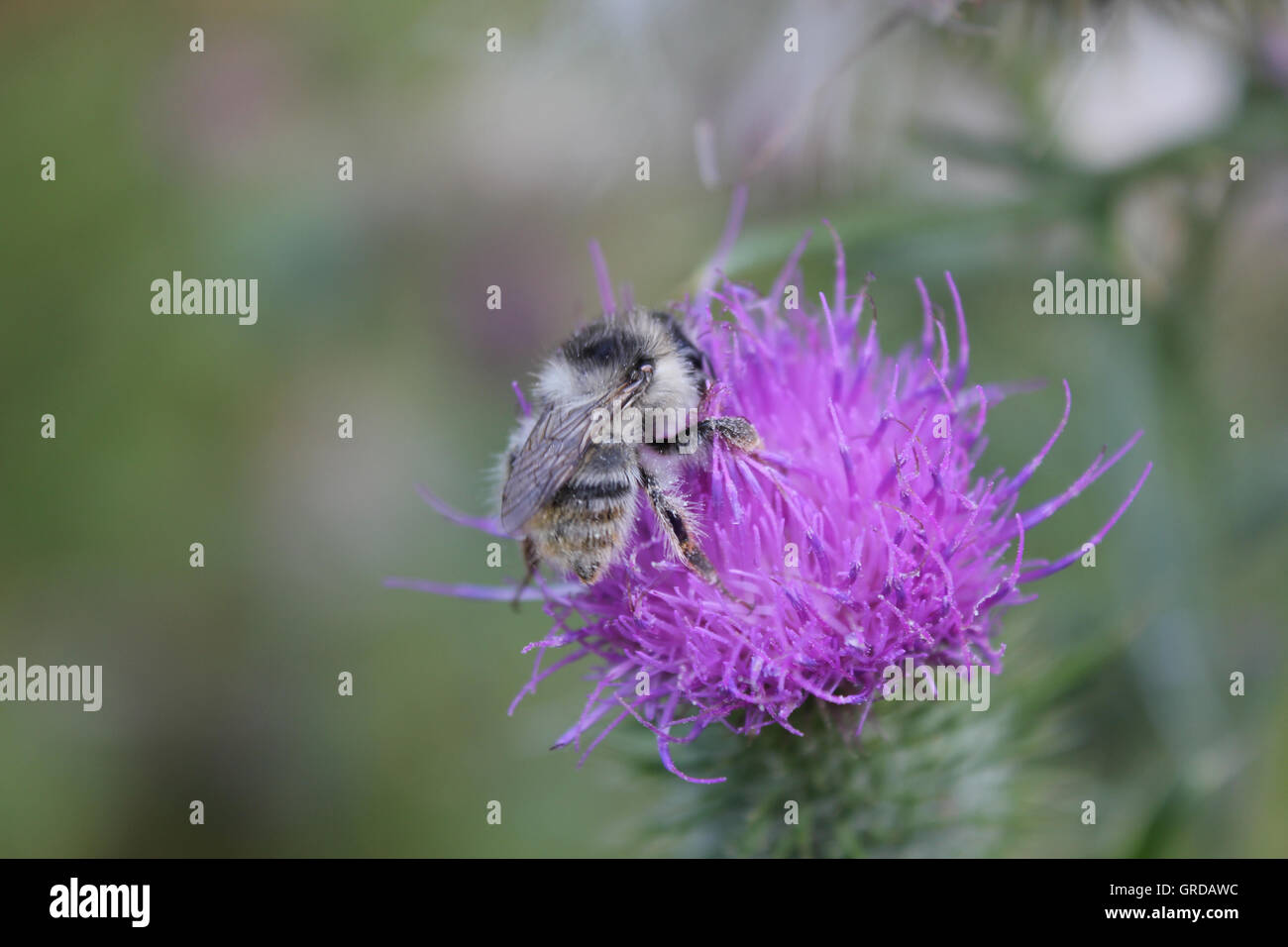 Biene Nektar aus der Blüte Distel Nibbeln Stockfoto