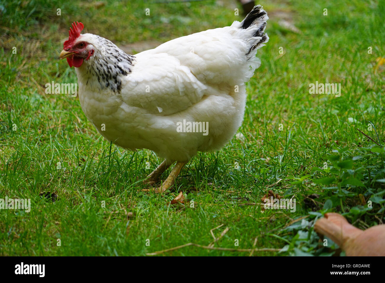 Glücklich Freerunning weiße Henne im Garten Stockfoto
