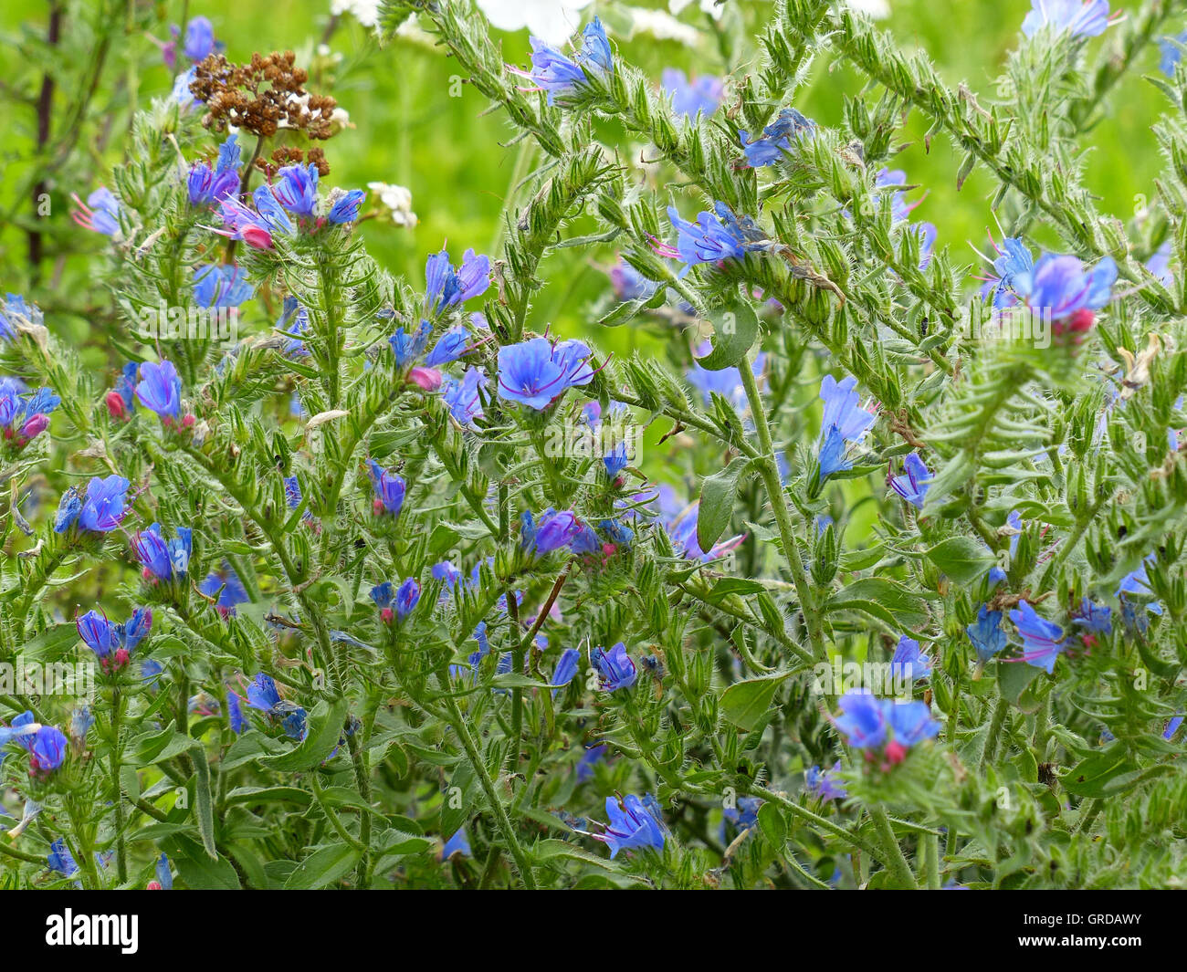 Blühende Blueweed, Echium Vulgare Stockfoto