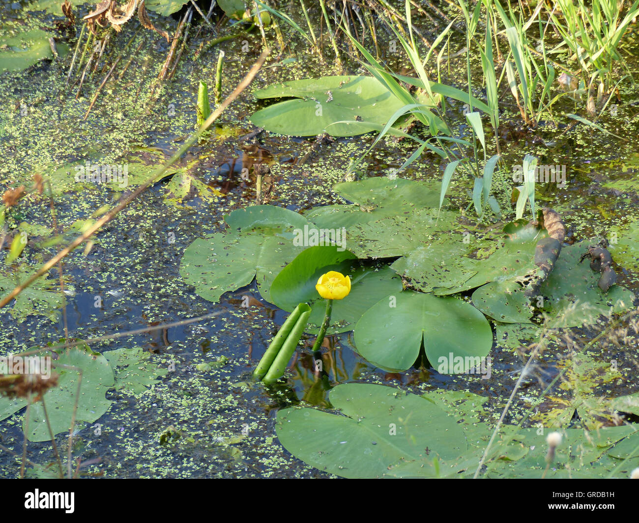 Biotop mit Wasserlinsen und gelbe Teich Lilie, Itzgrund In Oberfranken Stockfoto