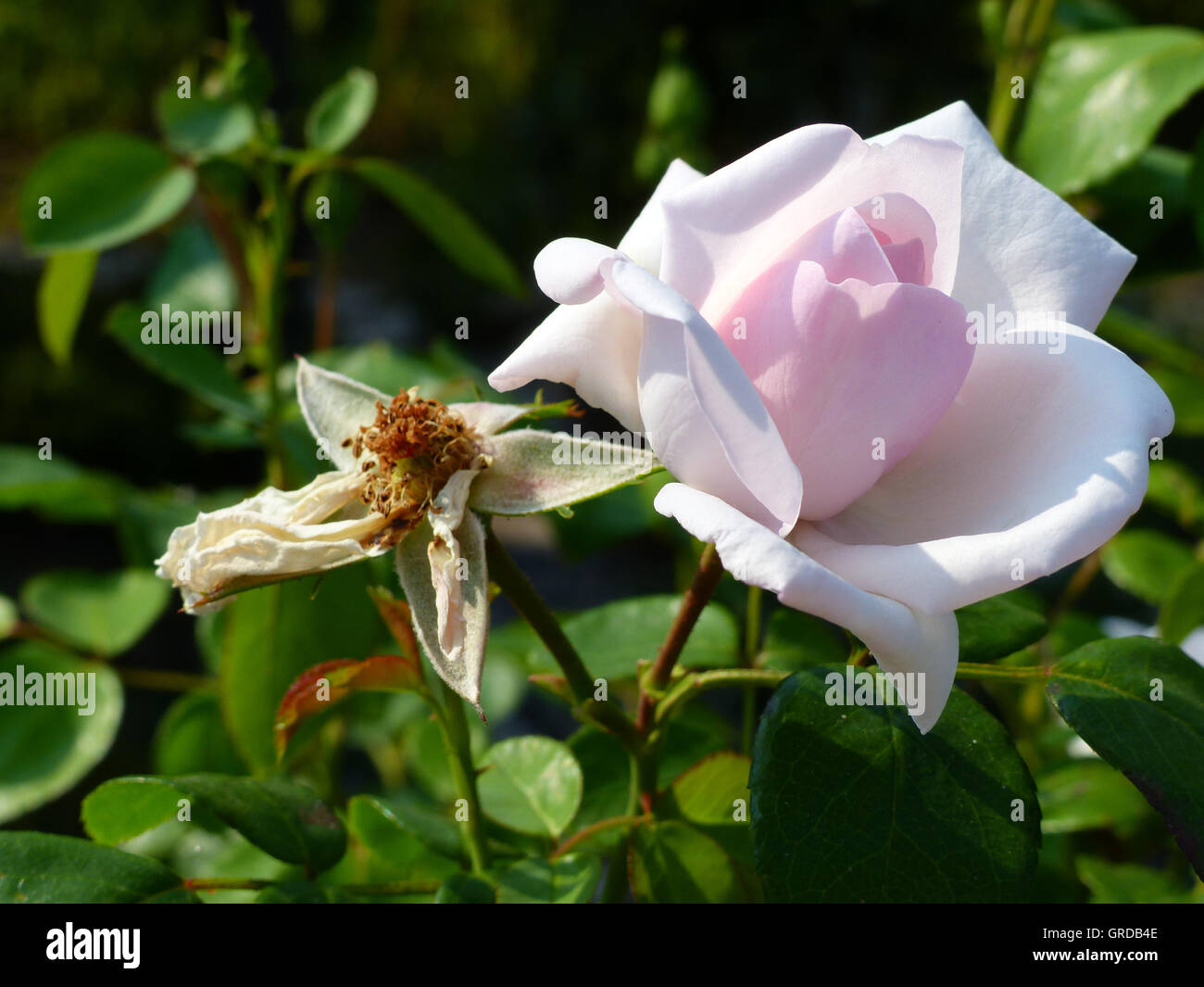 Weiche rosa Rose blüht und verwelkt Stockfoto