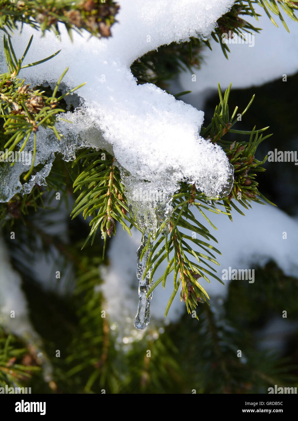 Schnee und Eis auf Fichte Zweig Stockfoto