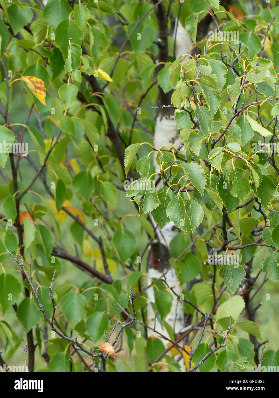 Birke, Moorbirke im schwarzen Moor, Rhön Stockfoto