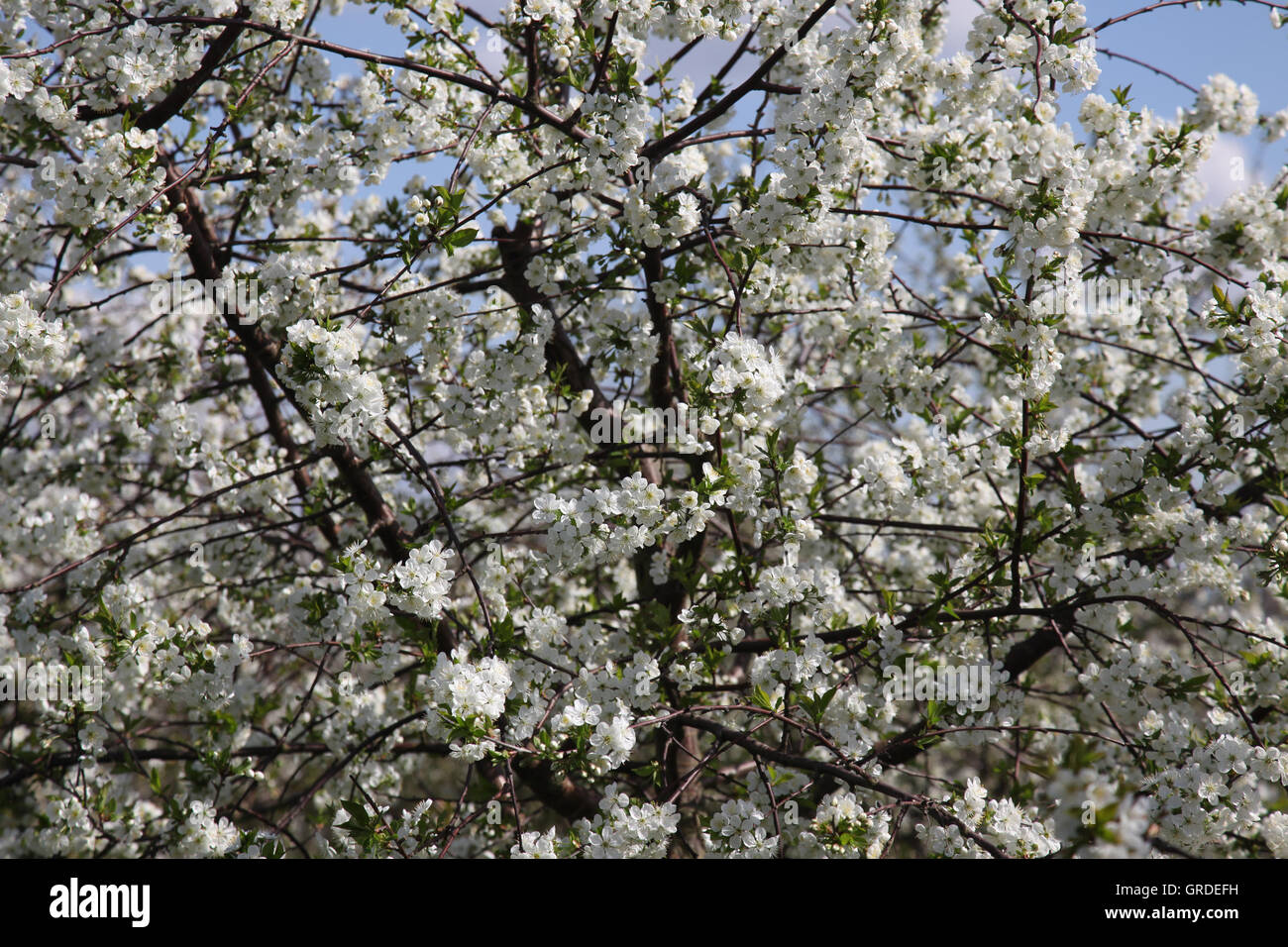 Blühende Kirschbäume, Morello Baum, Kirschblüten Stockfoto