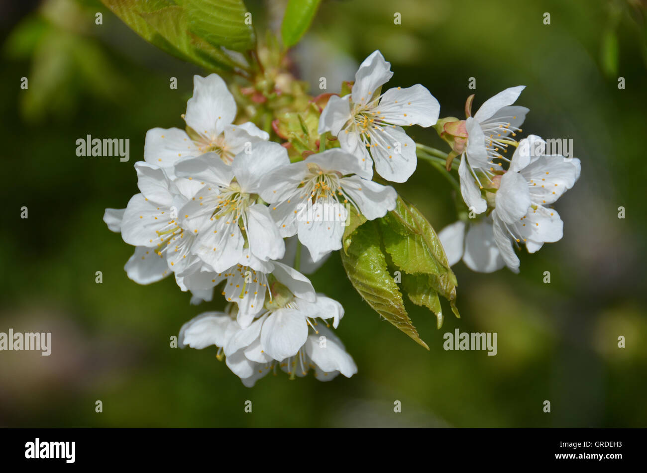 Kirschblüte, blühenden Süßkirsche Zweig Stockfoto