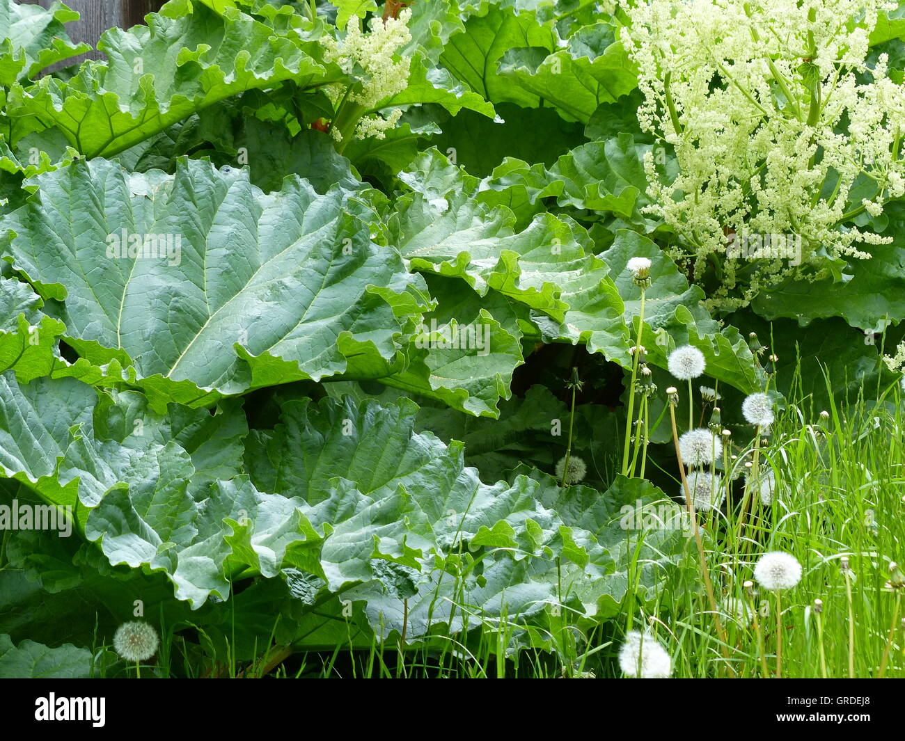 Rhabarber, Rhabarber Blume Stockfoto