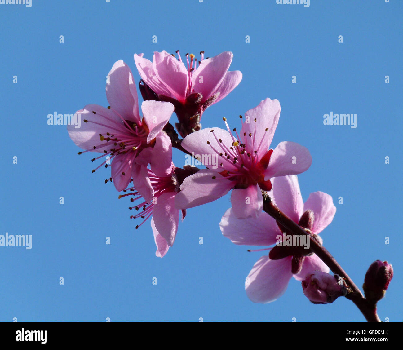 Pfirsichblüte Branch Stockfoto