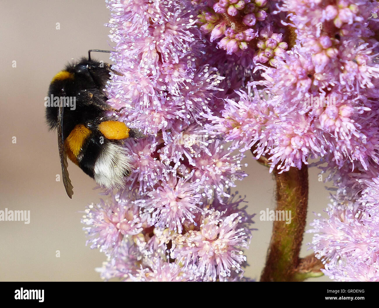 Große Erde Bumblebee rosa Blume Stockfoto