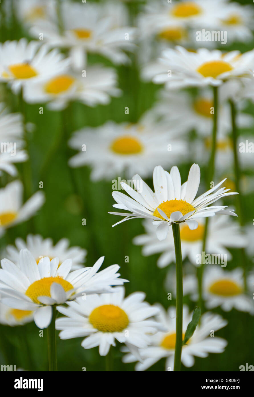 Viele blühende Margeriten auf einer Wiese Stockfoto