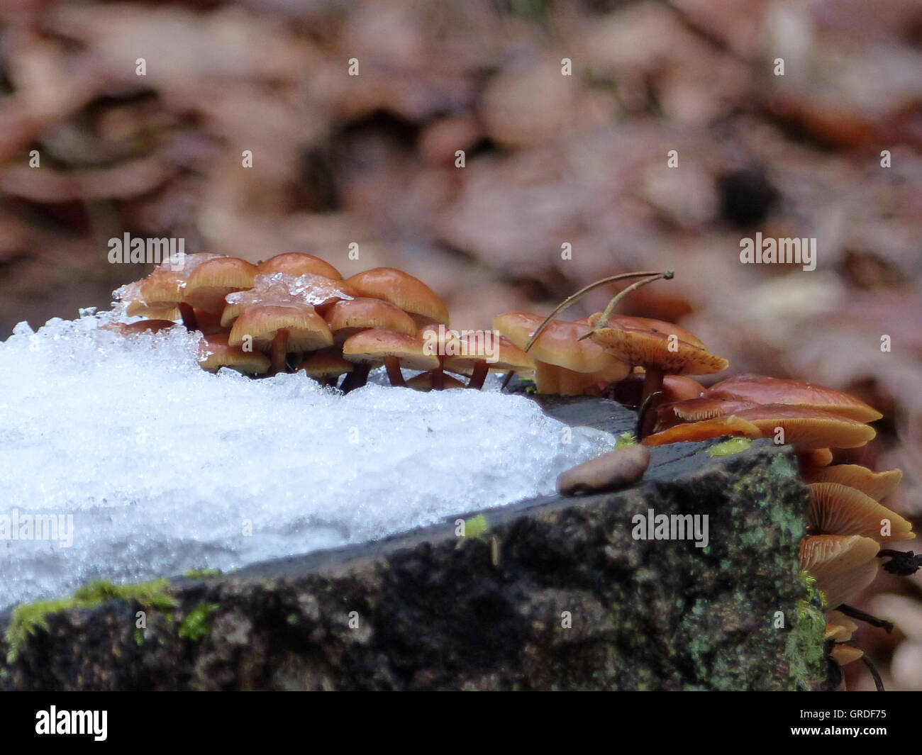 Braune Pilze an und auf einem Baumstumpf mit Schnee und Eis Stockfoto