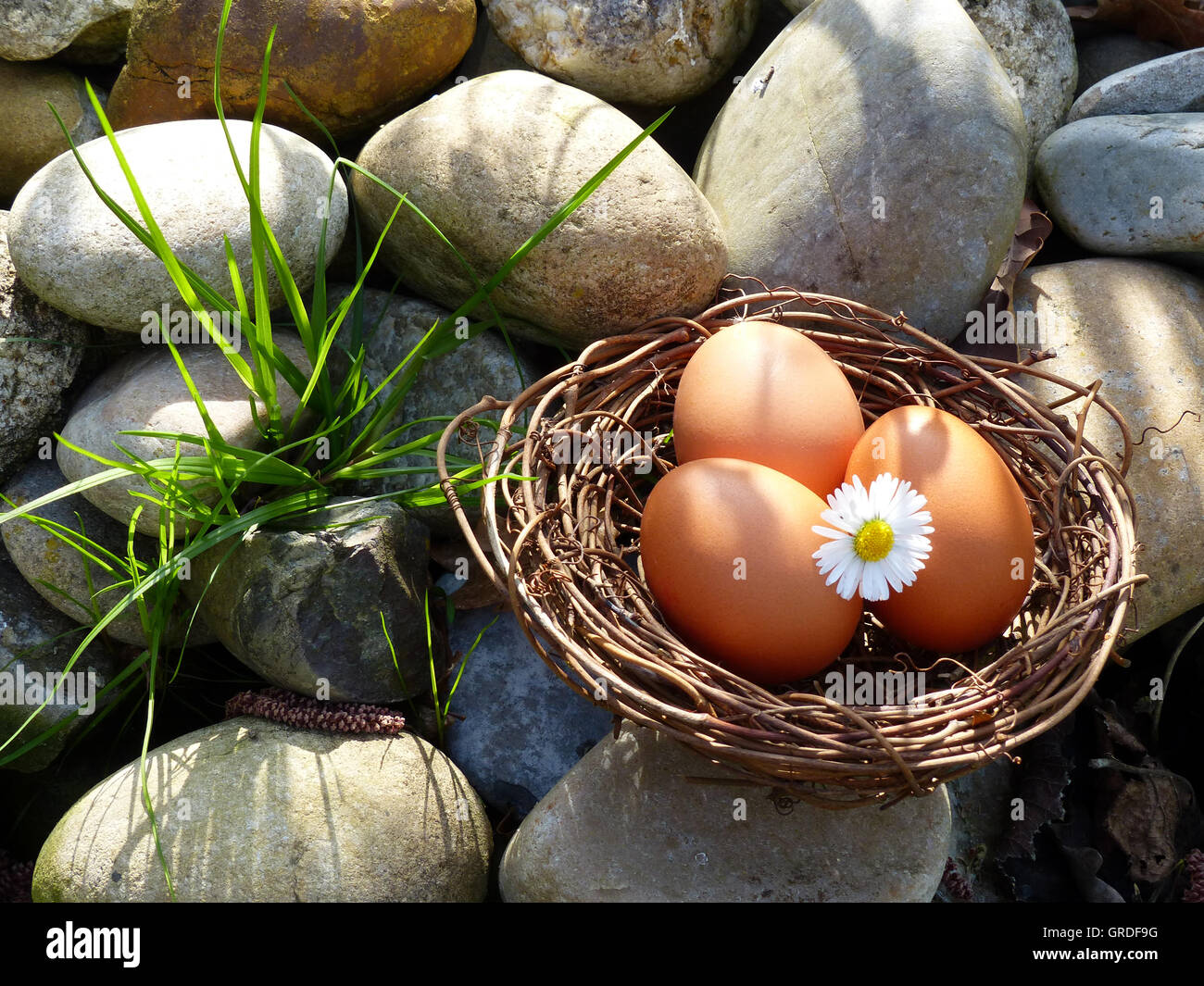 Braunen Eiern In einem Nest, Ostern Stockfoto