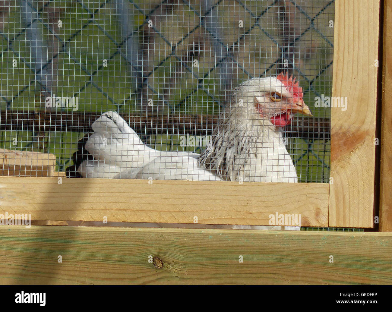 Weiße Henne im Hühnerstall Stockfoto