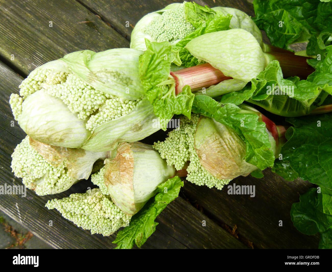 Rhabarber, Rhabarber Blume Stockfoto