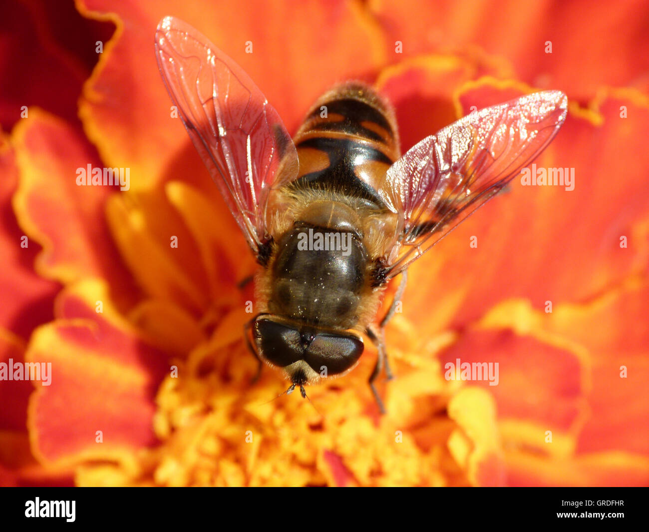 Honigbiene auf Tagetes Blume, Makro Stockfoto