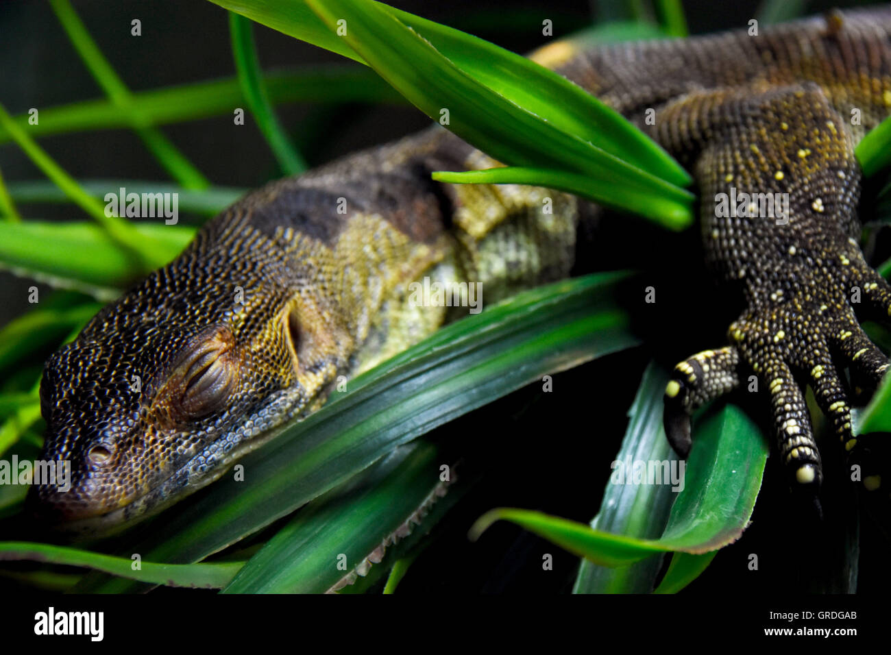 Salamander im Bronx Zoo Stockfoto