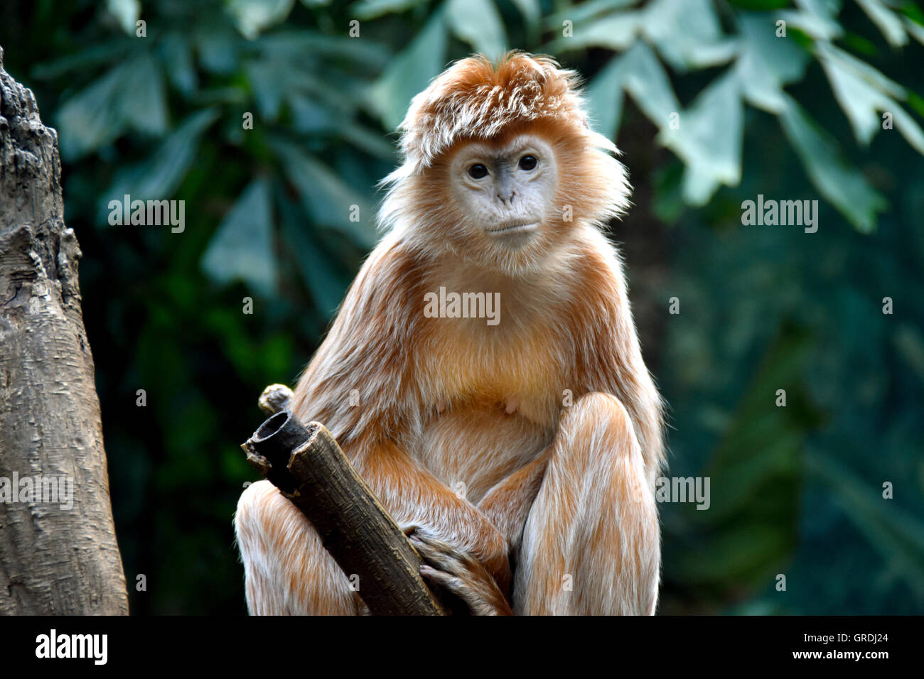 Ebenholz Languren, Affe, sitzend auf einem Ast Stockfoto