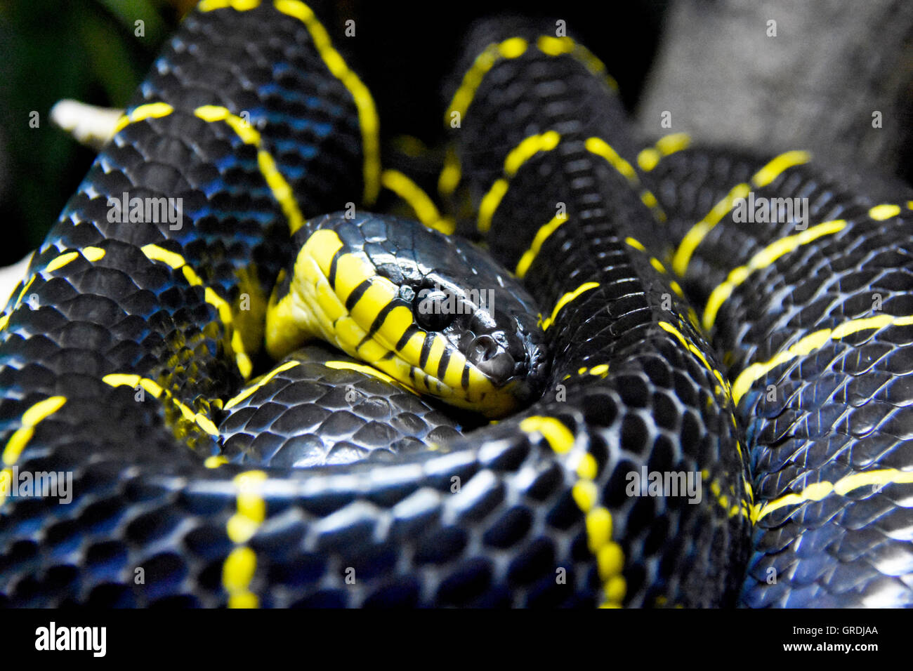 Kobra Schlange verstrickt beobachten Stockfoto