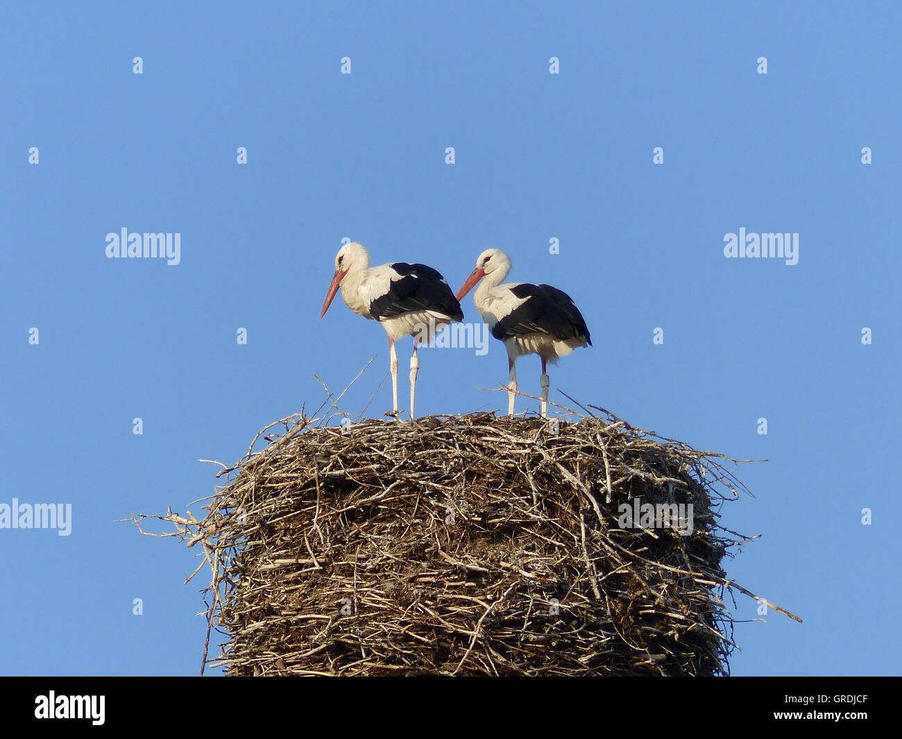 Zwei Störche In ein Storchennest Stockfoto