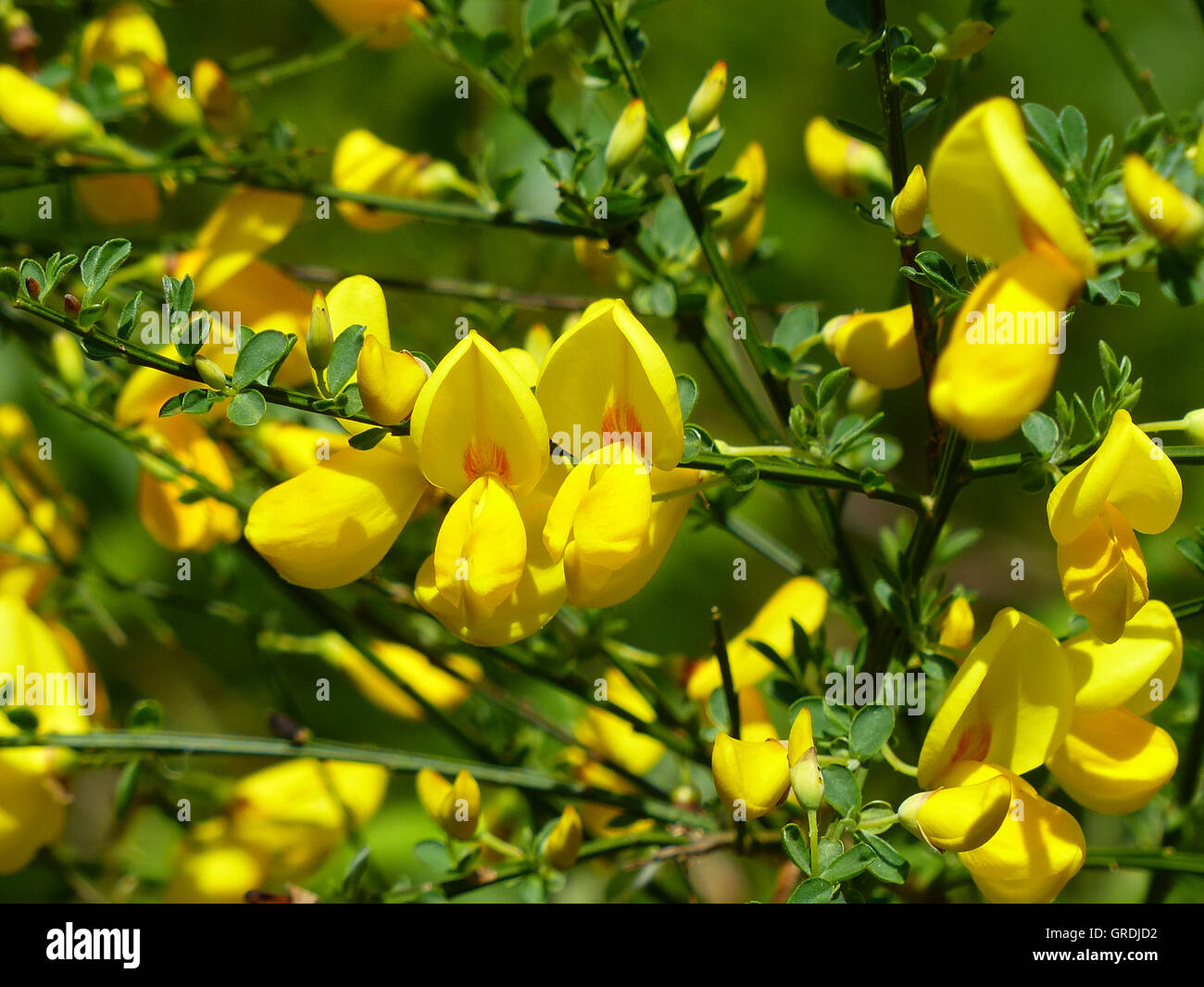 Gelber Ginster blühen, Genista Stockfoto