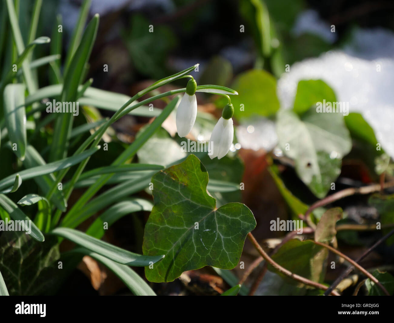 Die ersten Schneeglöckchen im Jahr auf Waldboden mit einem etwas Schnee Stockfoto