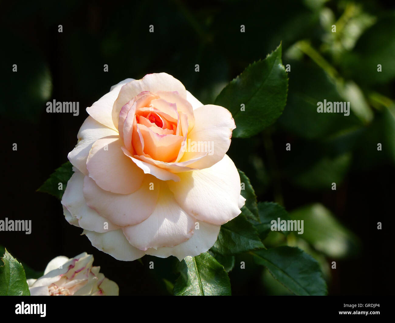 Lachsfarbenen Rose Blossom Stockfoto