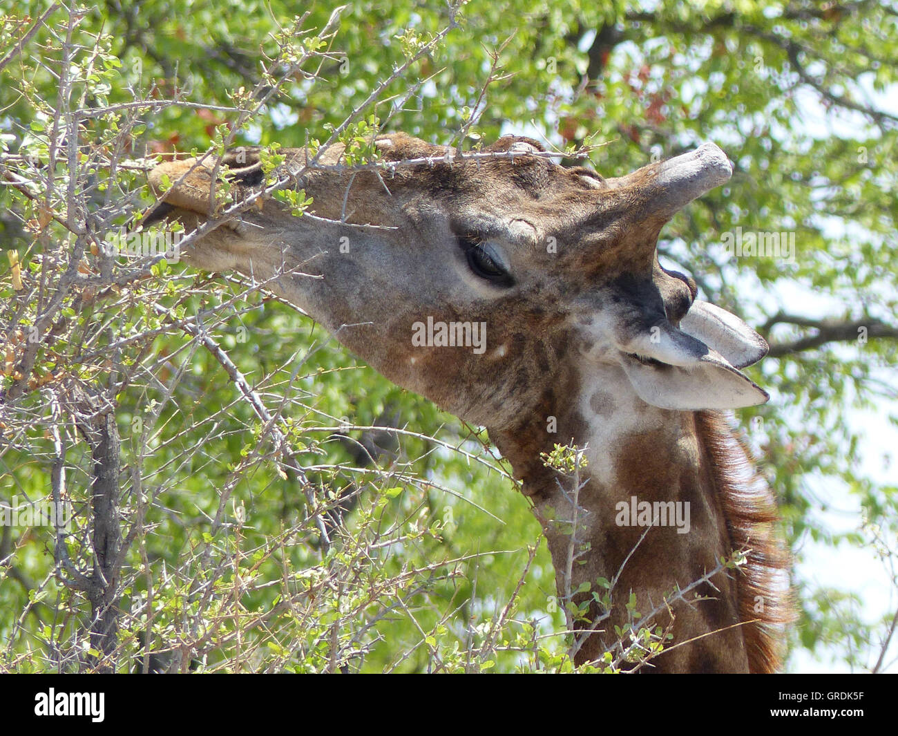 Giraffe Essen von dornigen Pflanze, Porträt Stockfoto