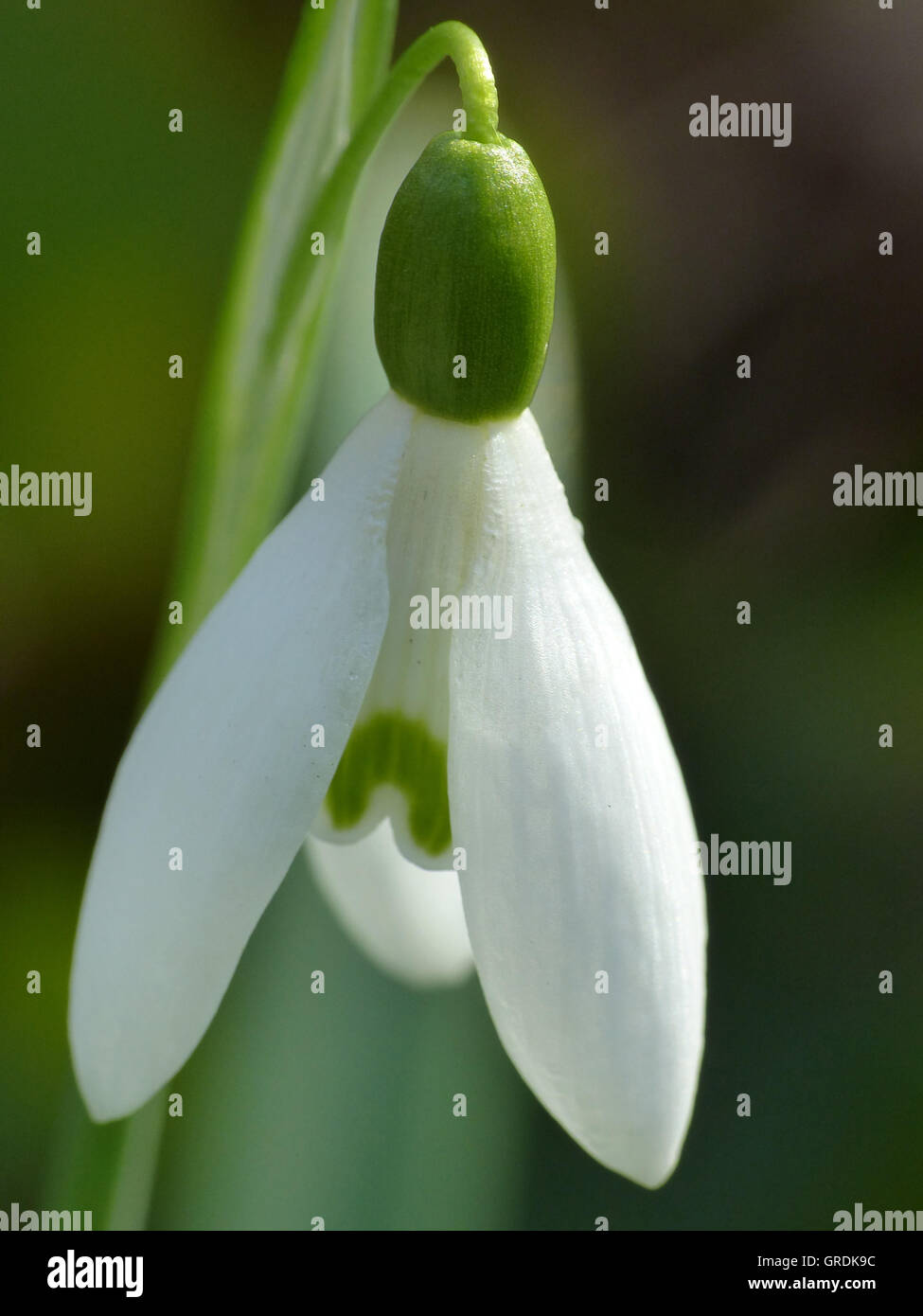 Schneeglöckchen, Makro, Galanthus Nivalis Stockfoto