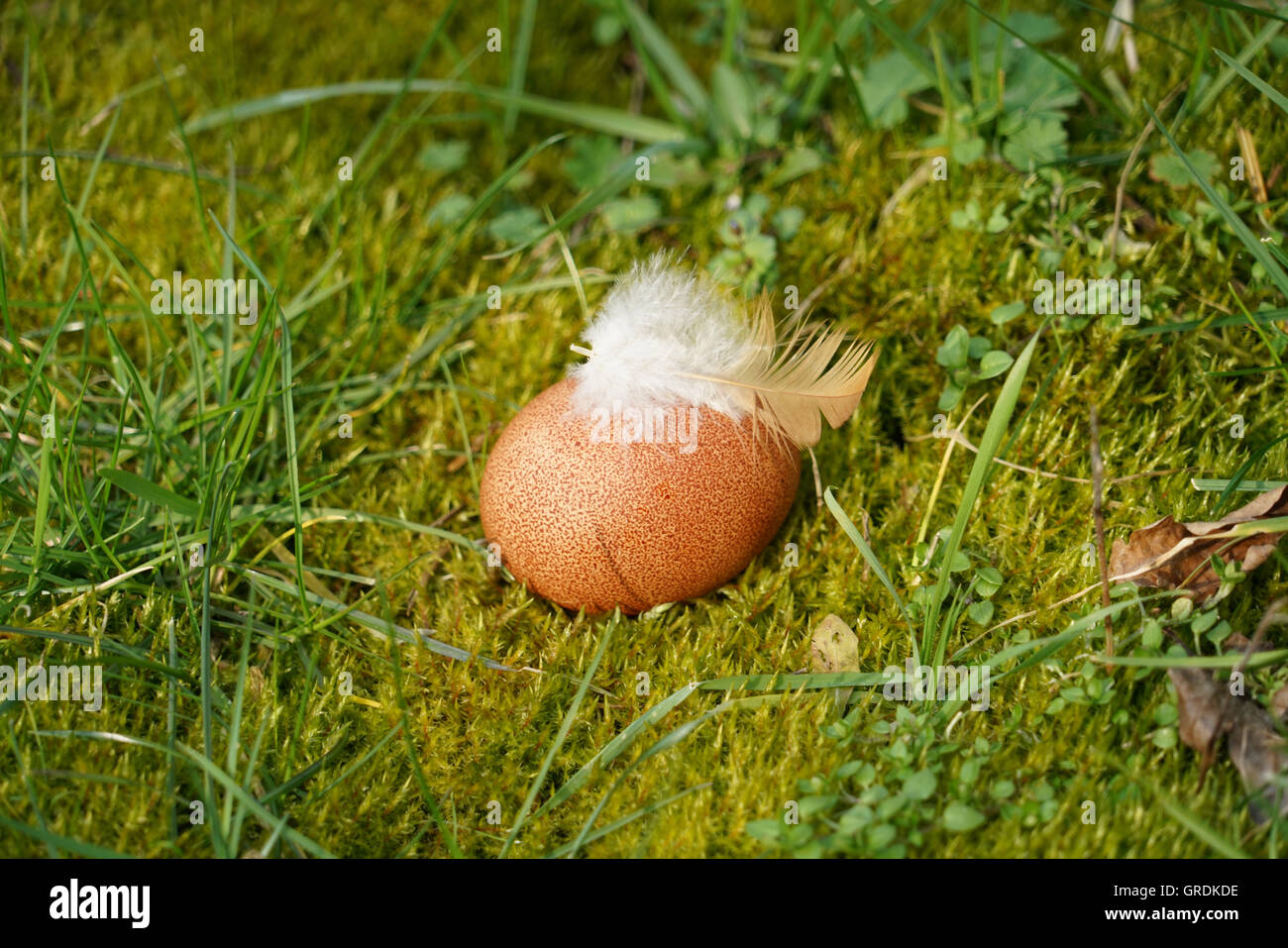 Dunkel braun Osterei mit einer Feder Stockfoto