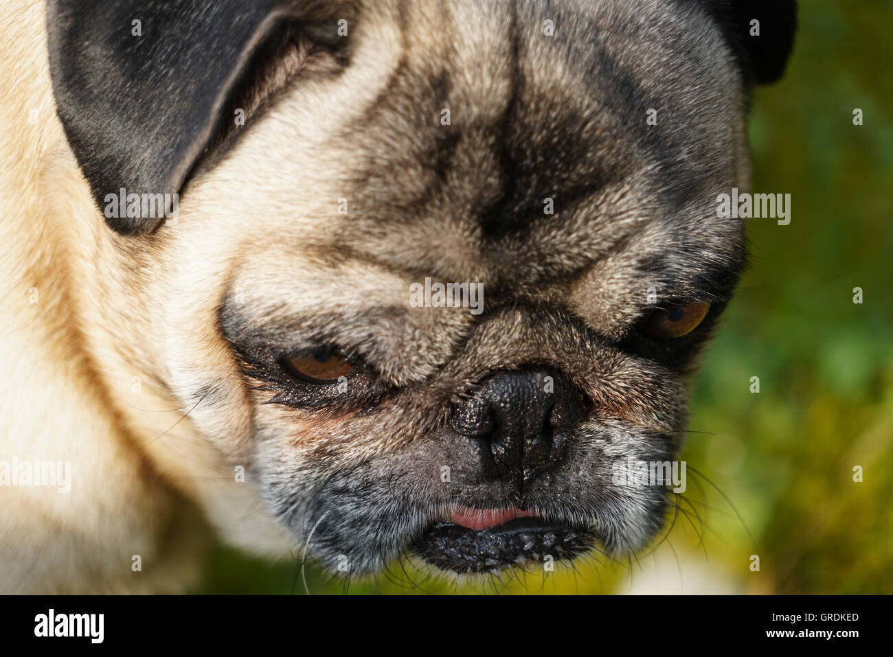 Beige Mops Blick nach unten auf etwas, Porträt Stockfoto