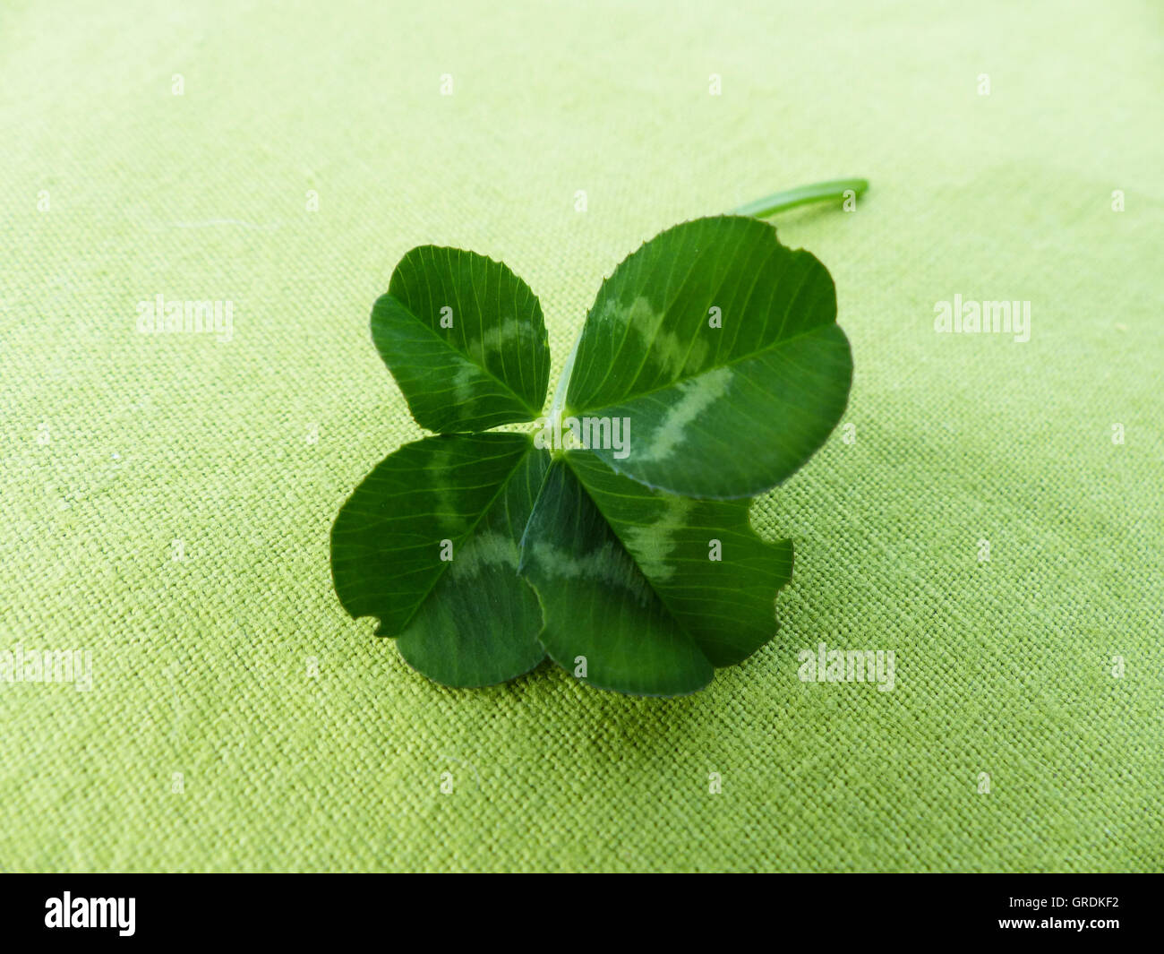 Vierblättriges Kleeblatt, Symbol dafür, dass viel Glück Stockfoto