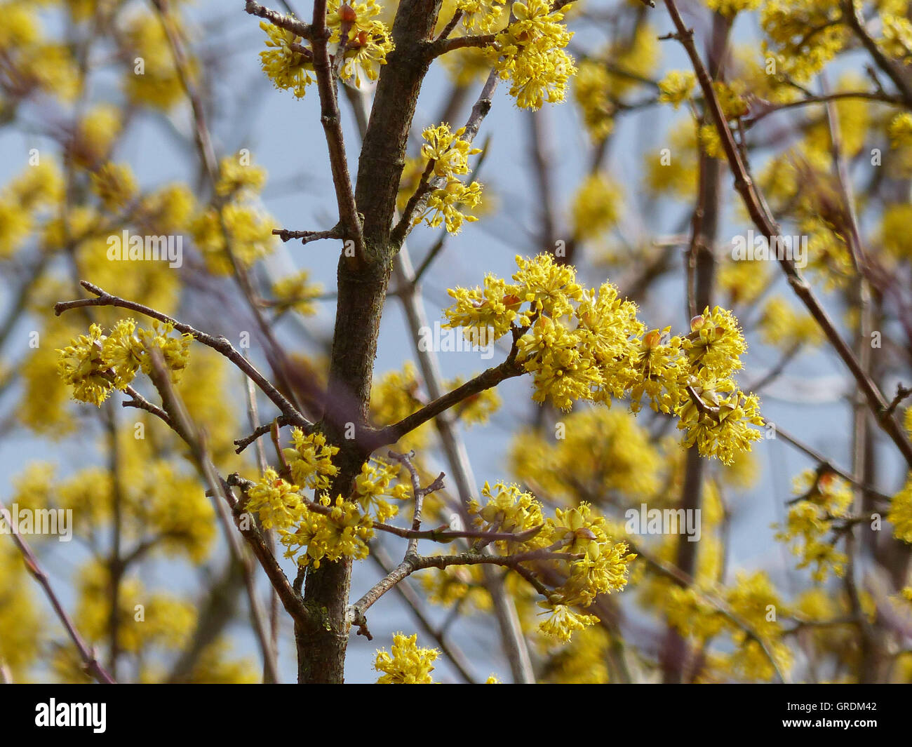 Cornel blühenden Kirschbaum, Cornus Mas Stockfoto