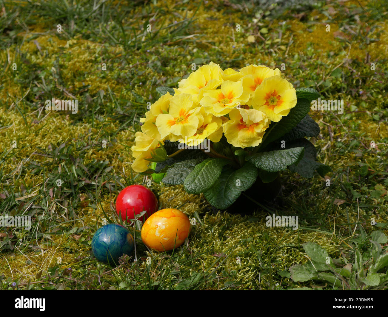 Ostereier, farbige und gelbe Primeln auf einer Wiese Stockfoto