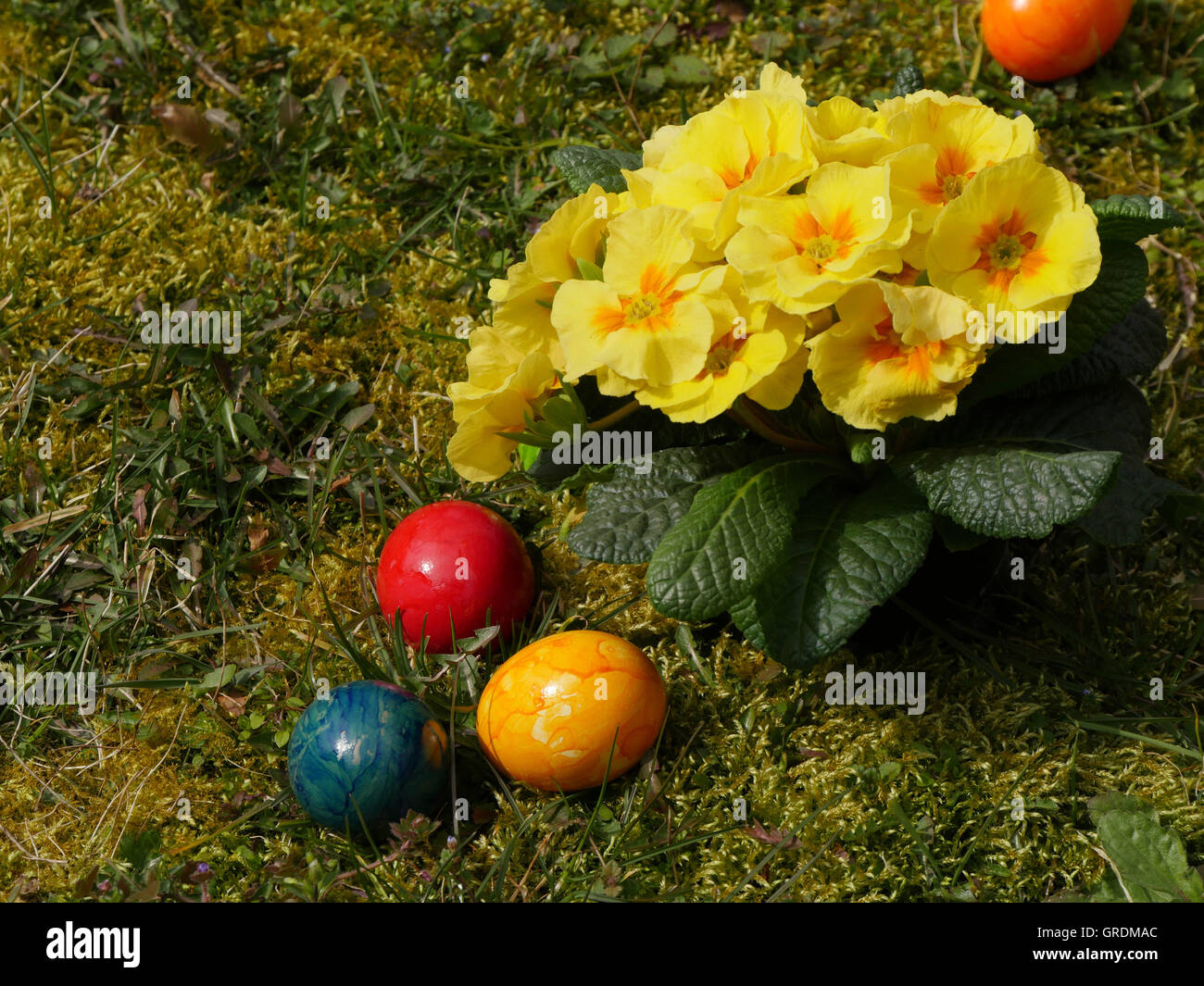 Ostereier, farbige und gelbe Primeln auf einer Wiese Stockfoto
