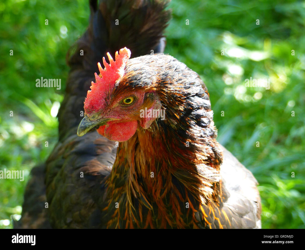 Freilandhaltung Maran Henne, glückliche Henne Stockfoto