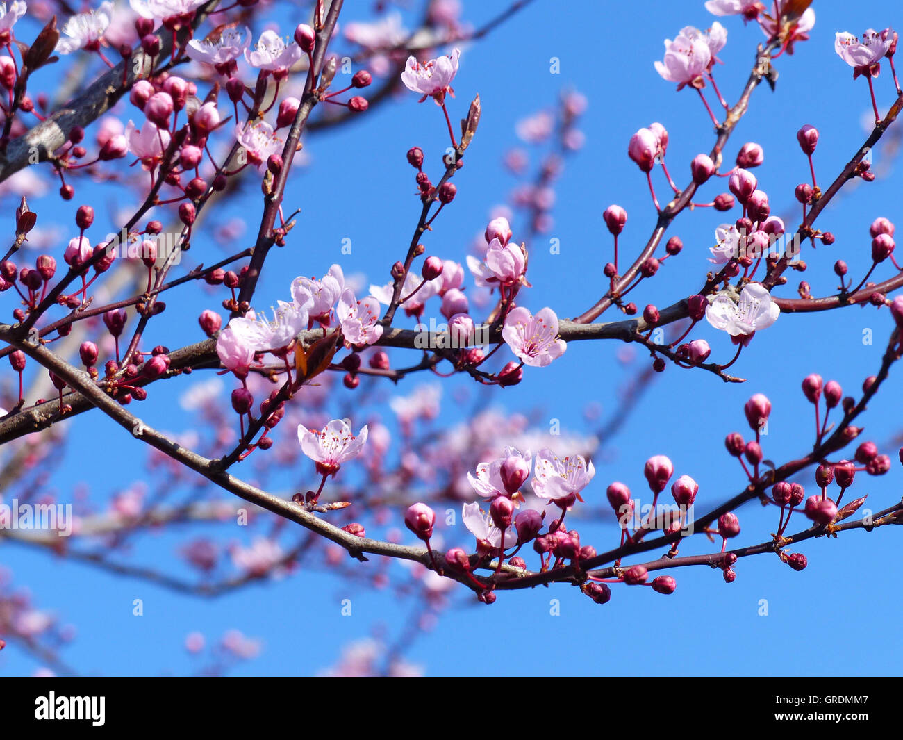Rosa baum Fotos und Bildmaterial in hoher Auflösung Seite 2 Alamy